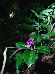 Palicourea chiriquiensis