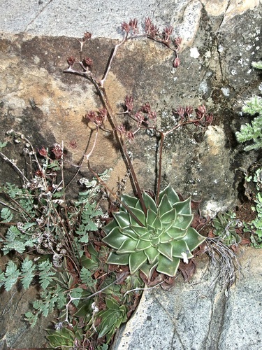 Graptopetalum rusbyi