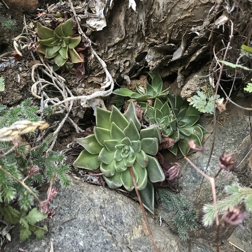Graptopetalum rusbyi