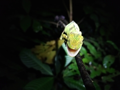 Anolis ginaelisae