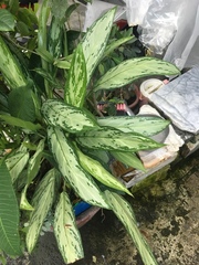 Aglaonema modestum