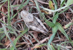 Hippiscus ocelote