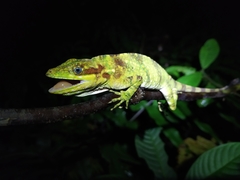 Anolis ginaelisae