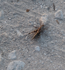 Chortophaga australior