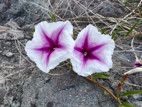 Image of Ipomoea longifolia by (c) Sue Carnahan, some rights reserved (CC BY)