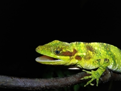 Anolis ginaelisae