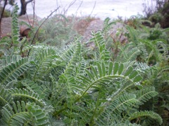 Astragalus nuttallii