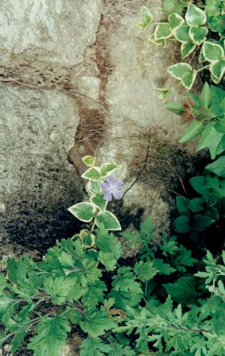Vinca major