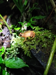 Diasporus hylaeformis