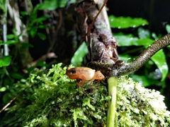Diasporus hylaeformis