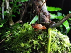 Diasporus hylaeformis