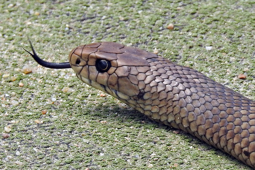 Eastern Brown Snake sighting