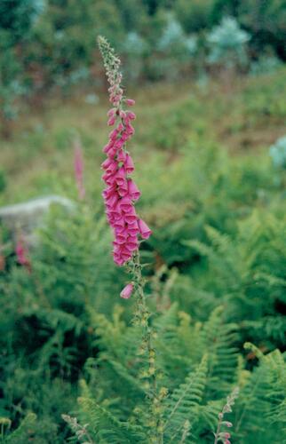 Digitalis purpurea