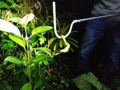 Bothriechis nigroviridis