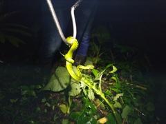 Bothriechis nigroviridis