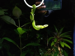 Bothriechis nigroviridis