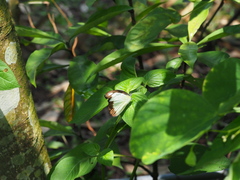 Appias lyncida eleonora