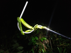 Bothriechis nigroviridis