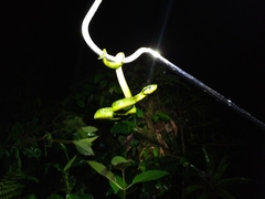 Bothriechis nigroviridis