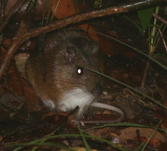 Guyenne Spiny-Rat photo 2