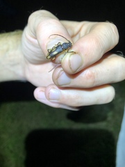 Tylonotus bimaculatus