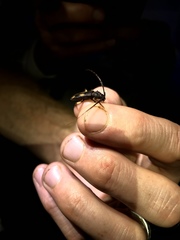 Tylonotus bimaculatus