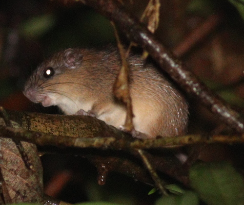 Ferreira's Spiny Tree-rat
