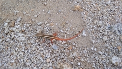 Ophisops leschenaultii