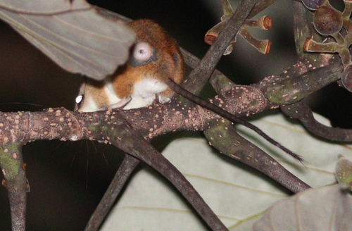 Splendid Climbing Mouse