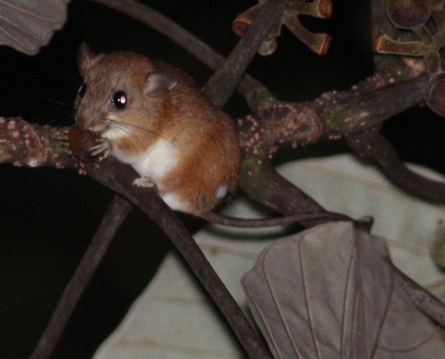Splendid Climbing Mouse