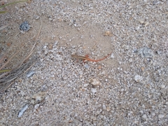 Ophisops leschenaultii