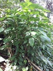 Myriocarpa