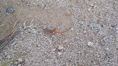 Ophisops leschenaultii