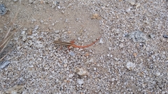 Ophisops leschenaultii