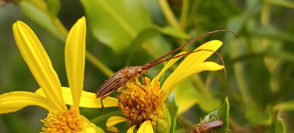 Oxymerus pallidus