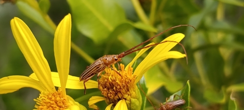 Oxymerus pallidus