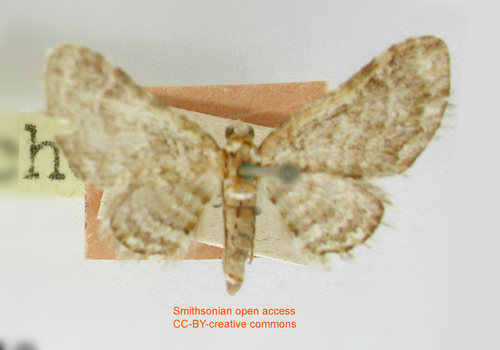 Eupithecia balteata