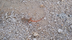 Ophisops leschenaultii