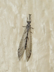 Euptilon ornatum
