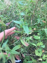 Epilobium palustre