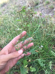 Epilobium palustre