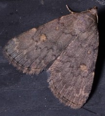 Idia aemula
