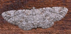 Iridopsis defectaria