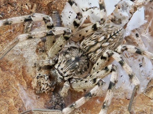 Eusparassus dufouri