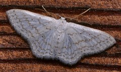 Idaea tacturata