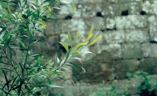 Acacia longifolia