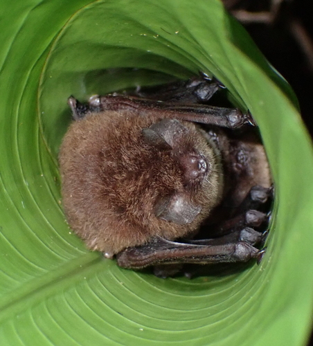 Spix's Disk-winged Bat