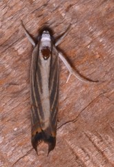 Parapediasia decorellus