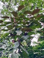 Miconia calvescens