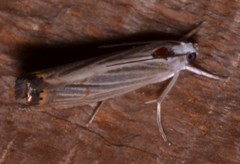 Parapediasia decorellus